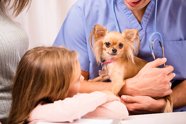 Common Health Problems in Chihuahuas