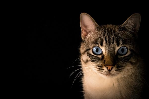 A cat with blue eyes

Description automatically generated with medium confidence