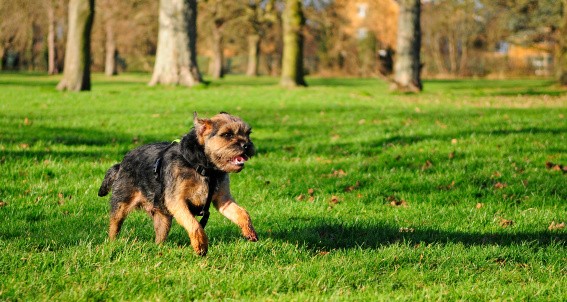 how fast can a border terrier run