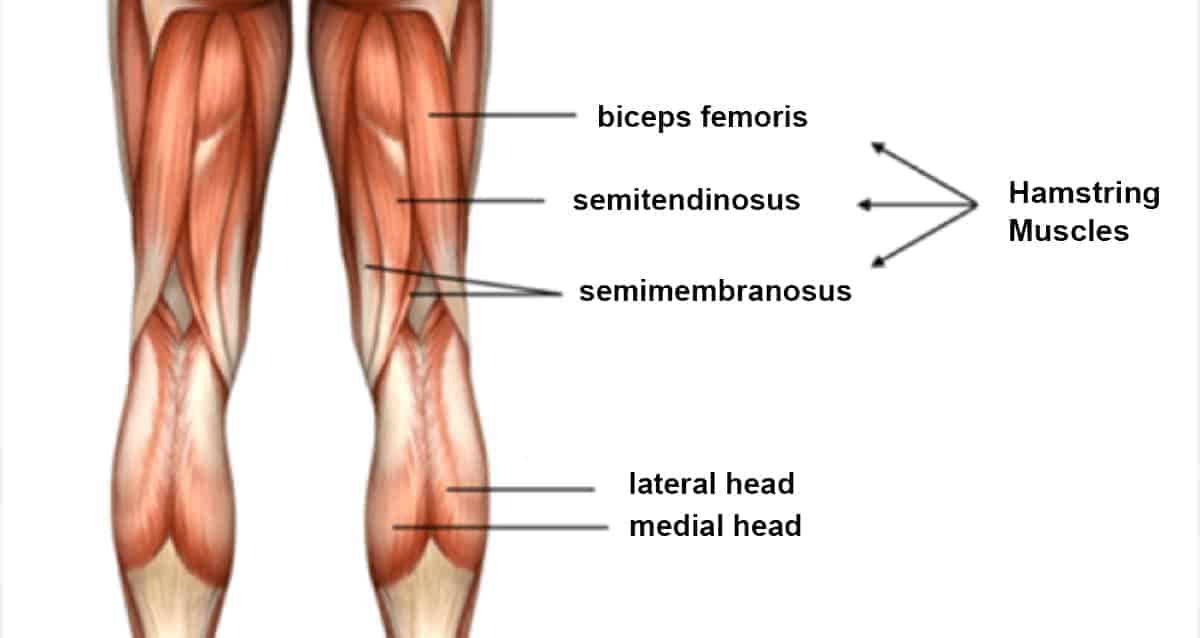 Skater Squats Muscles Worked Hamstrings