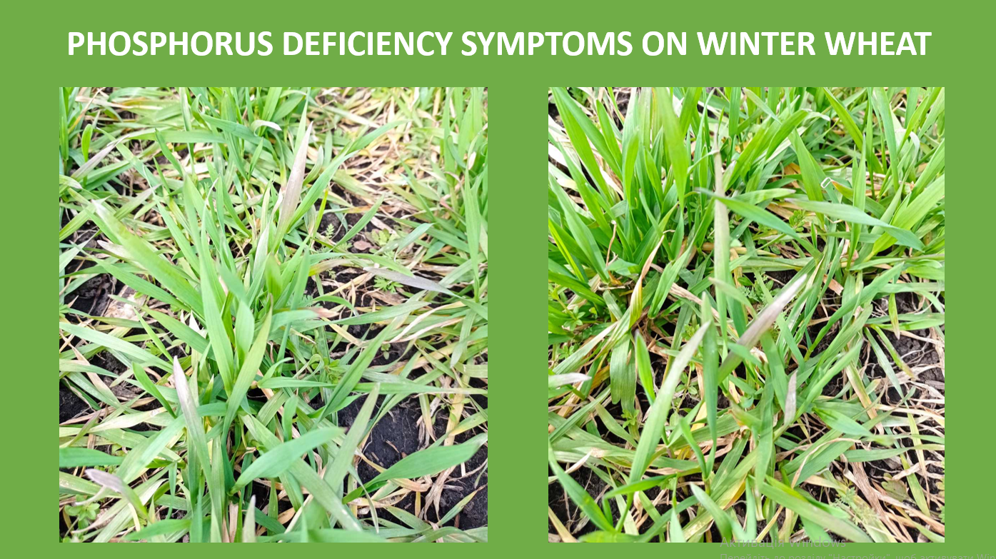 photo phosphorus deficiency symptoms on winter wheat