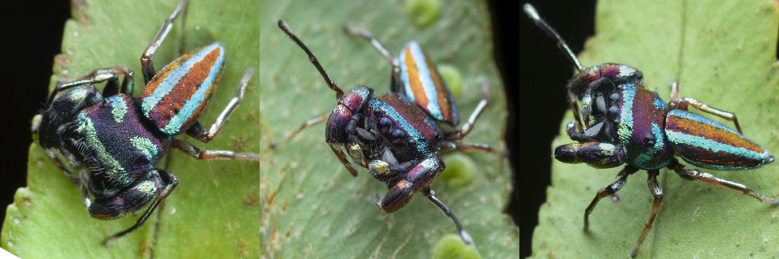 A colorful iridescent new species of jumping spider from the Philippines