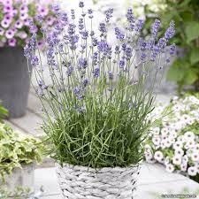 :Plant Images:Lavender Munstead.jpg