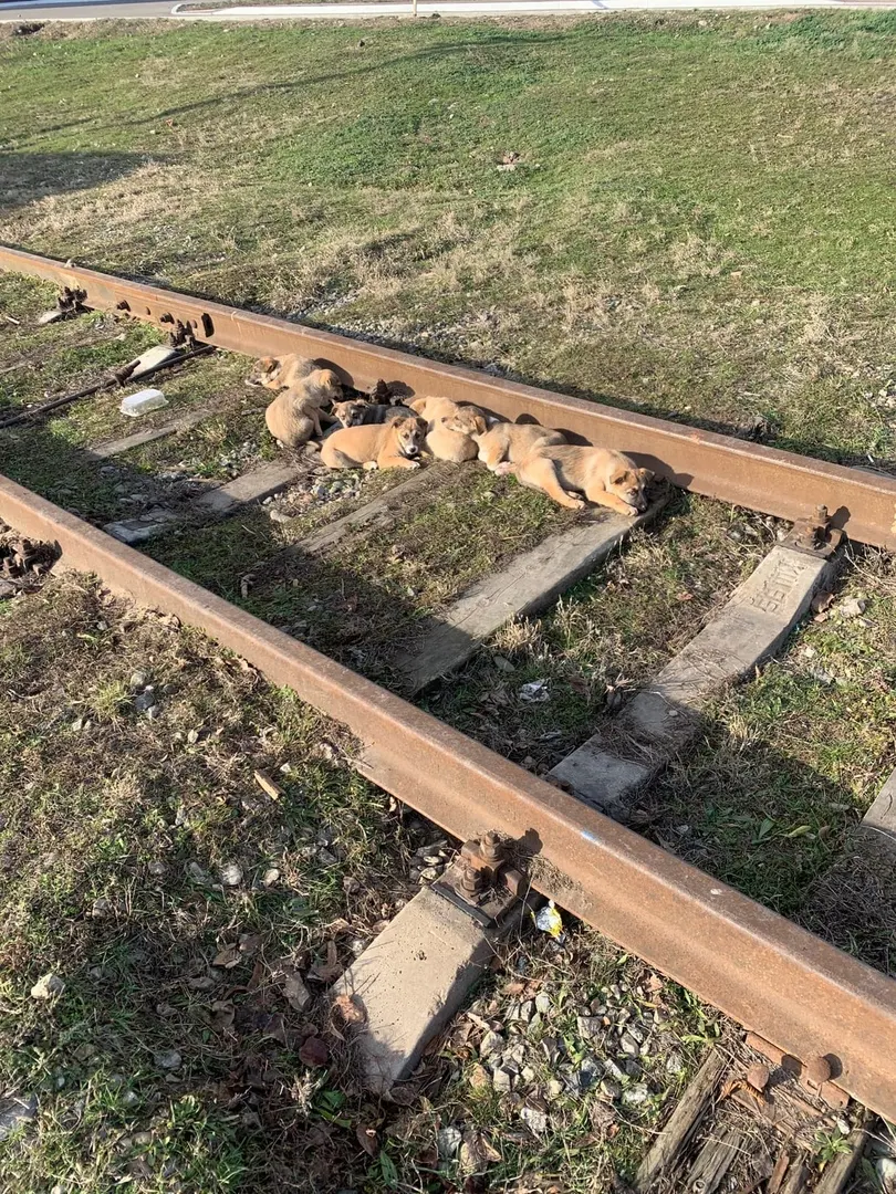 On the Lonely Railroad, Tears Surround Puppies’ Loyalty to their Deceased Mother.