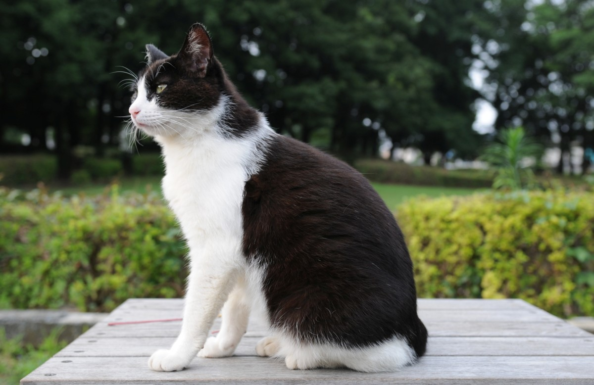 Black and White Cat Breeds with Amazing Facts to Know