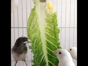 The benefits of lettuce for birds