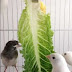 The benefits and harms of lettuce for pet birds and how to present it