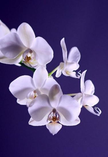 Un florero con flores de color blanco

Descripción generada automáticamente con confianza media