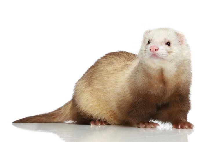  Ferrets 