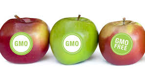 GMO argumentative essay