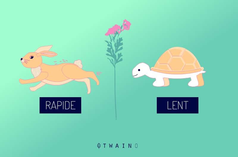 Lievre vs tortue