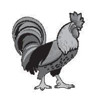 A black and white rooster

Description automatically generated