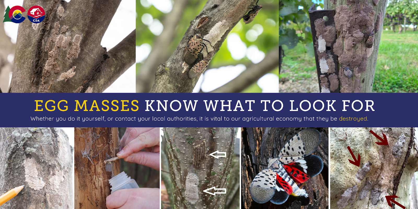 Know what to look for in Spotted Lanternfly egg masses