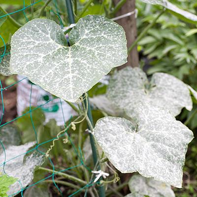 how-to-fight-powdery-mildew-in-your-garden-thumbnail.jpg