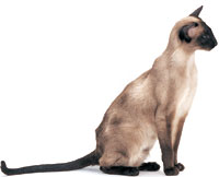 The Siamese appears to have an increased tendency for food hypersensitivity