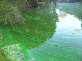 Image result for blue green bacteria
