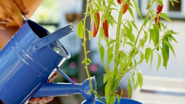 Help seedling settle in by giving it a good water