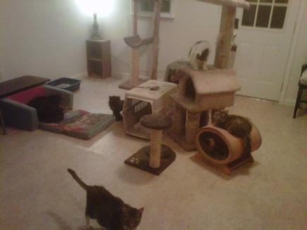 CatFam