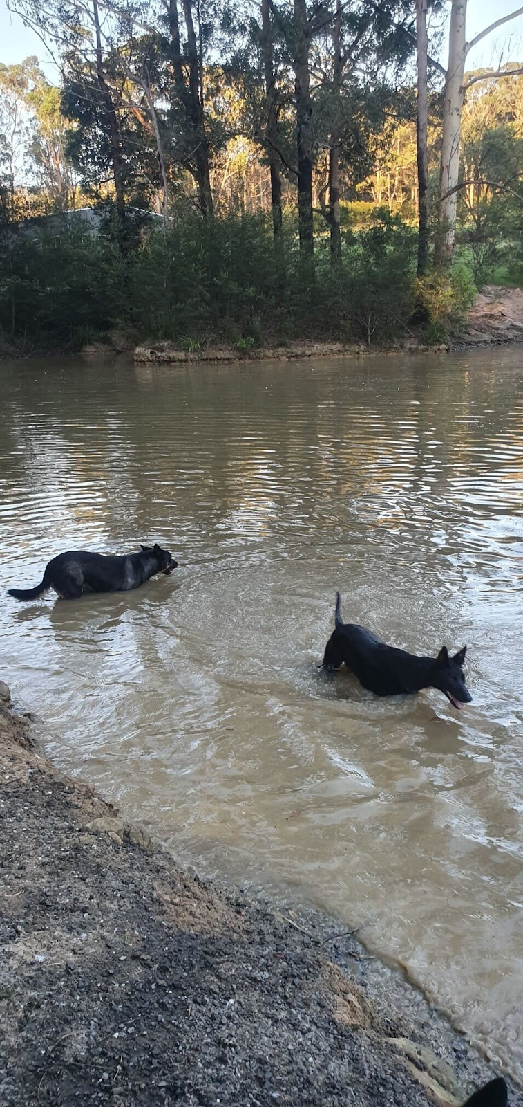 Sadie, a happy black Kelpie playing with another dog in a dam