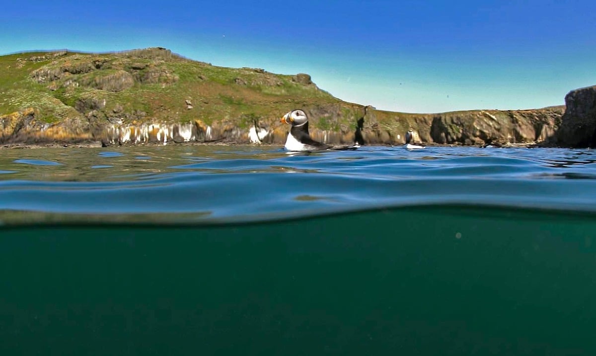 Puffin Decoys