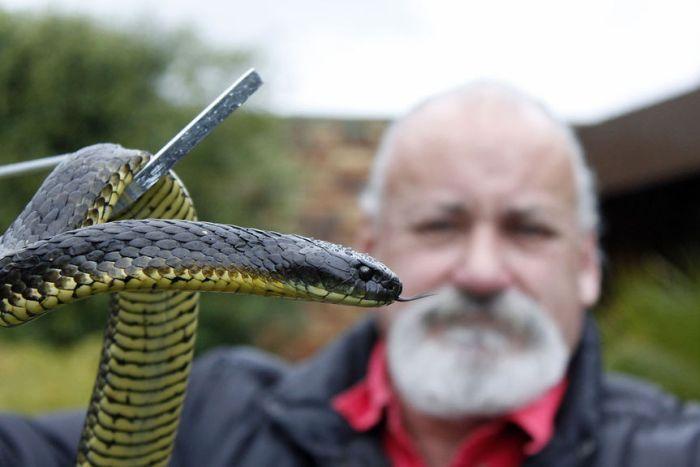 Image result for catch snake