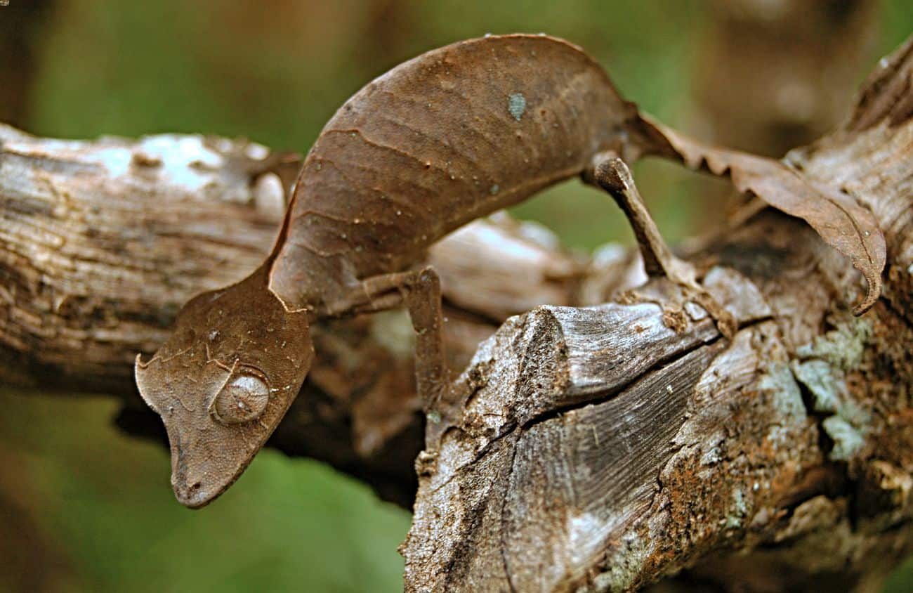 Leaf-Tailed Gecko

