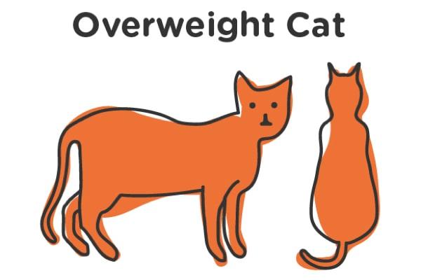 overweight cat i