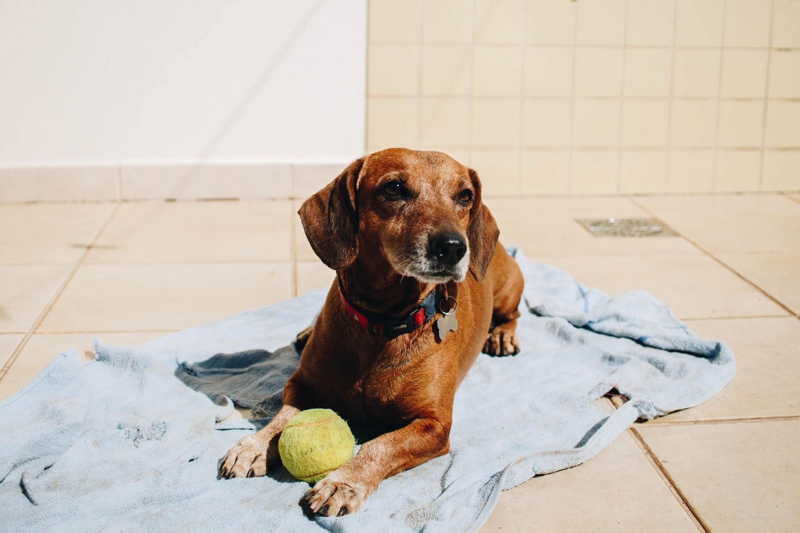 Sunbathing dogs