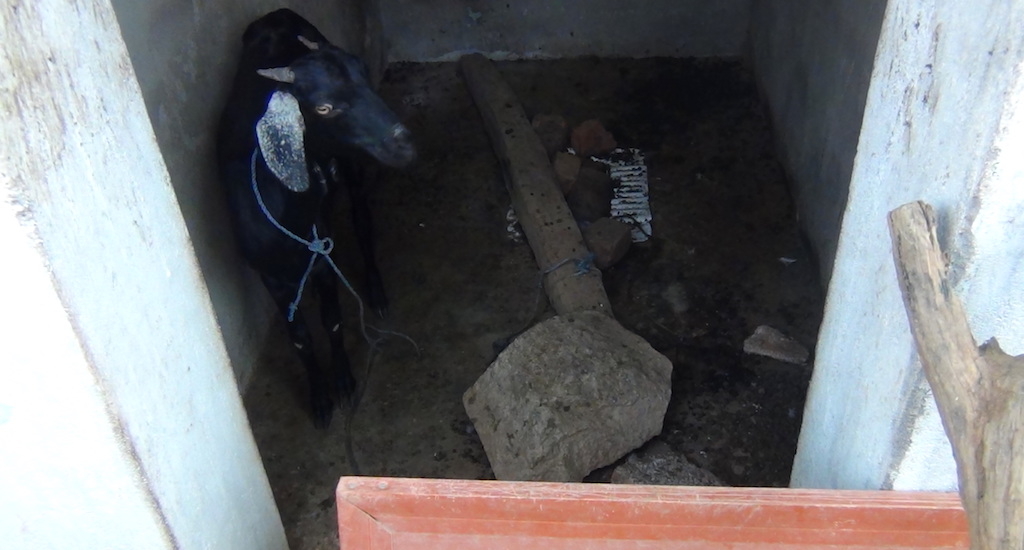 The water shortage has turned a toilet into a goat shed. (Photo by K. Rajendran)