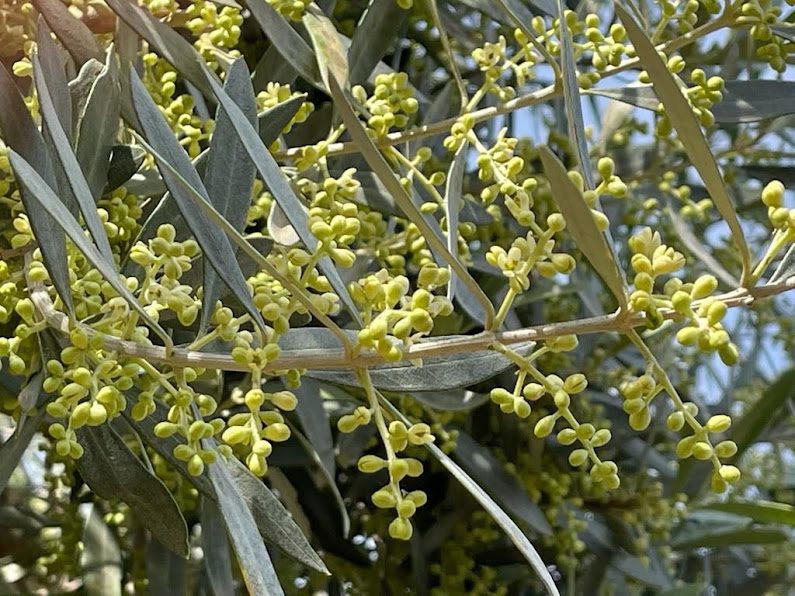 floración olivo ESAO