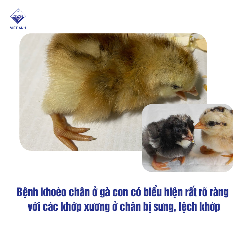 điều trị gà con bị Bệnh khoèo chân