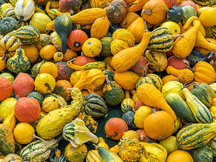 Tips for Selecting the Perfect Raw Zucchini