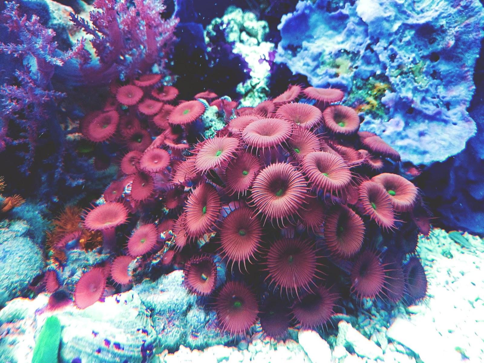  the 7 best 5-gallon aquarium filter