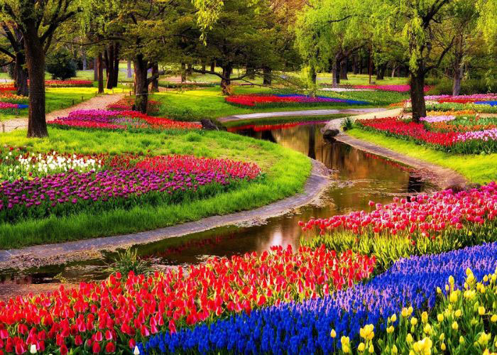 Khám phá tour du lịch Hà Lan - Vào mùa xuân, khắp các công viên đều ngập tràn hoa tulip nở rộ