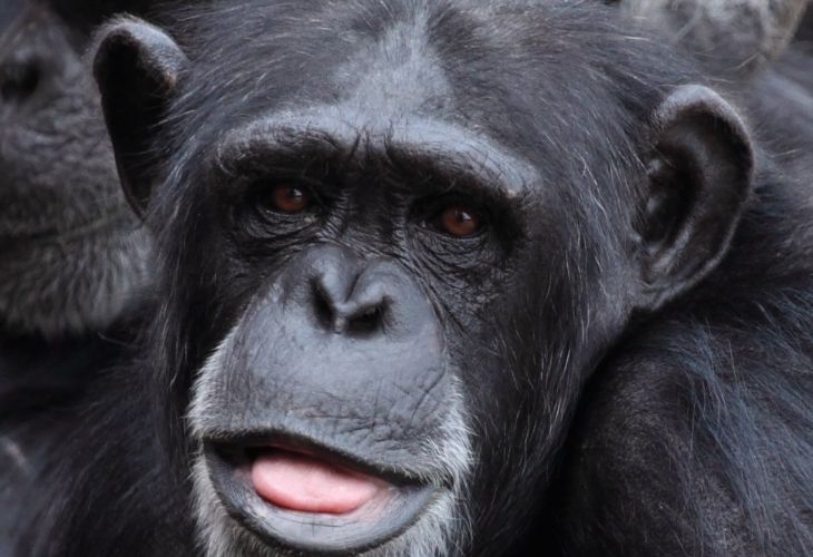 Los Animales Se Ríen Cuando Están Felices, Chimpancé