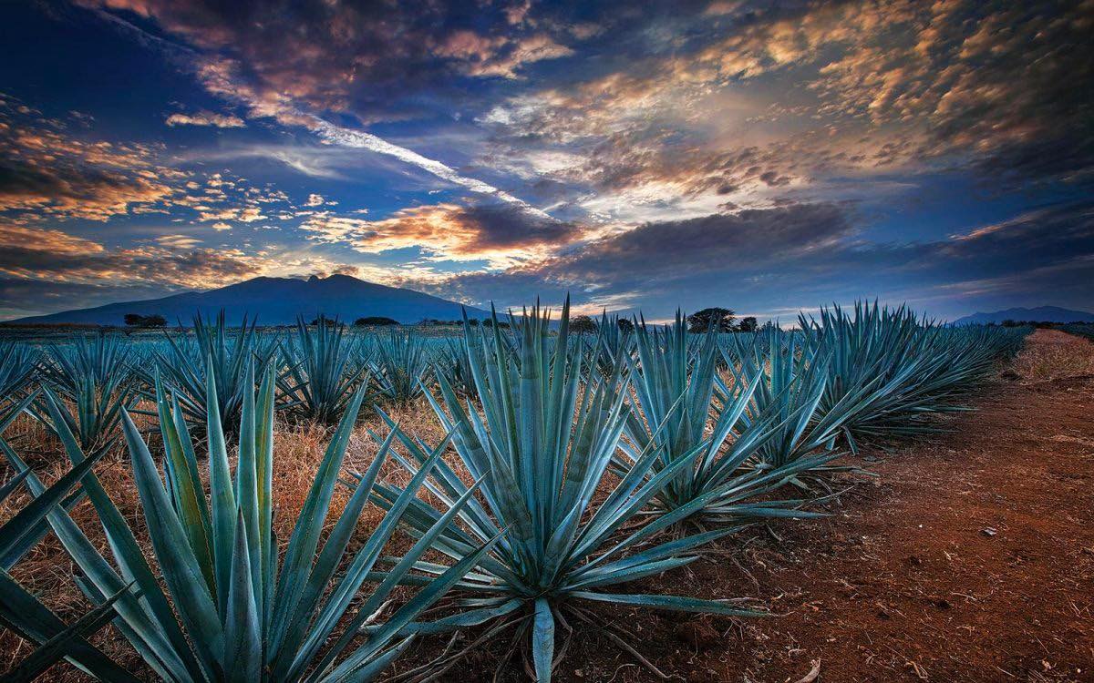 Cinéfilos: llega el Festival Internacional de Cine de Tequila | Descubre  México