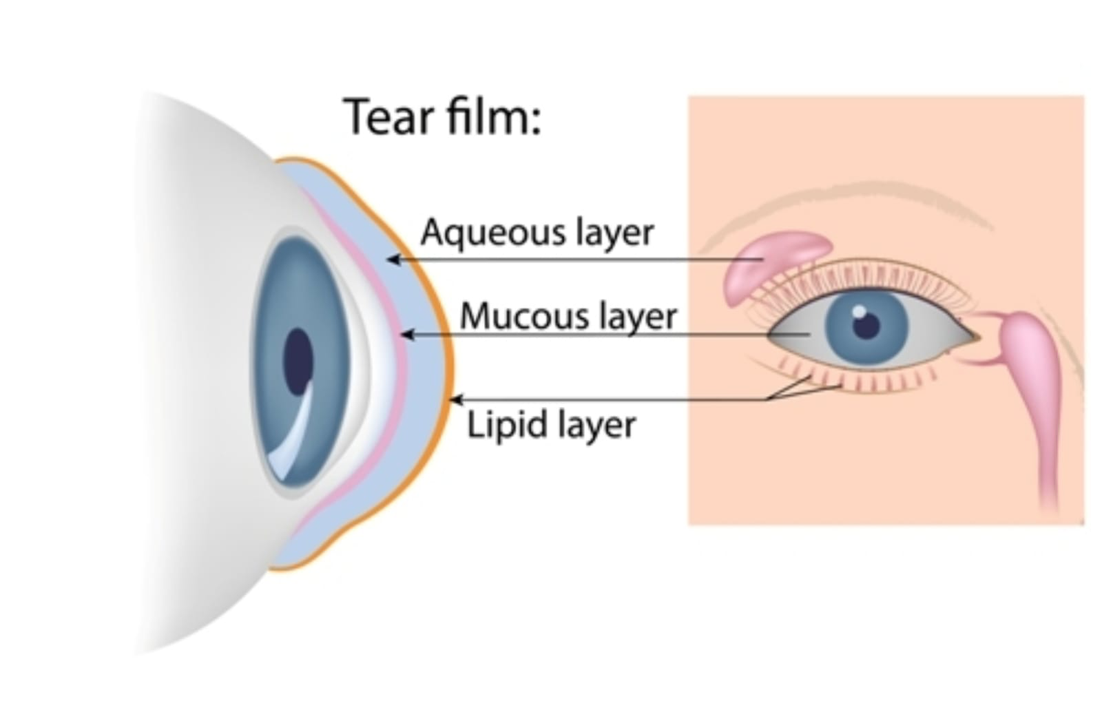 Diagram showing the aqueous, mucous, and lipid layers of tear and which part of the eye produces them