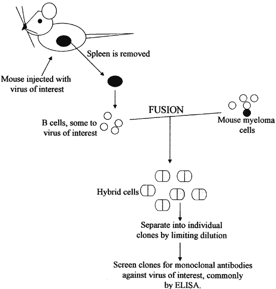 Pasos asociados al desarrollo de anticuerpos monoclonales específicos.