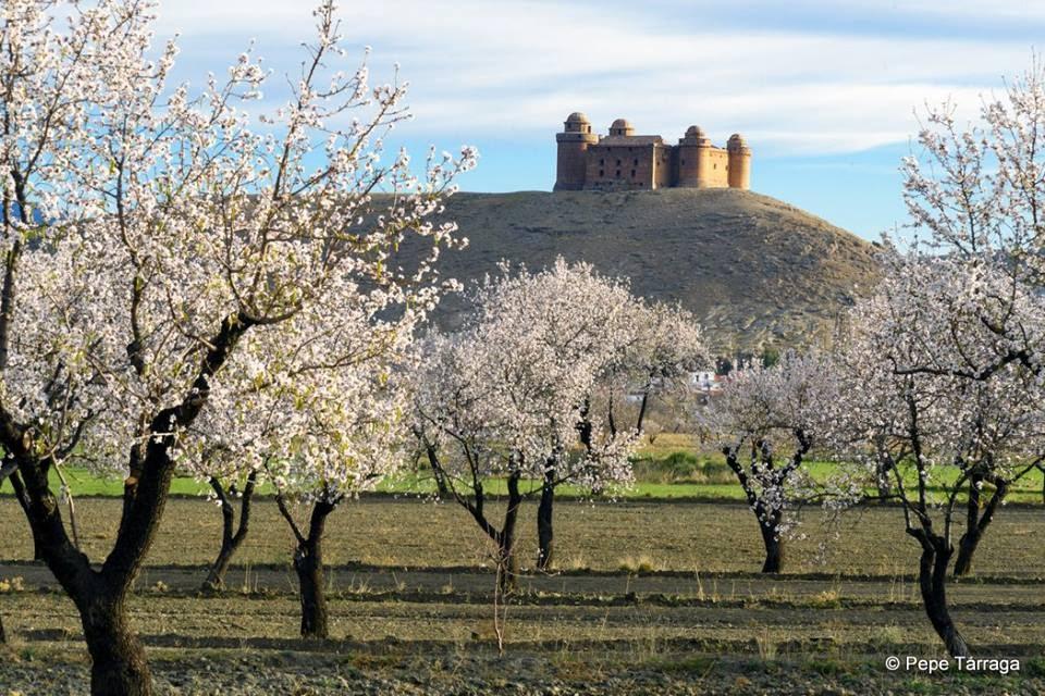 La imagen puede contener: árbol, cielo, exterior y naturaleza