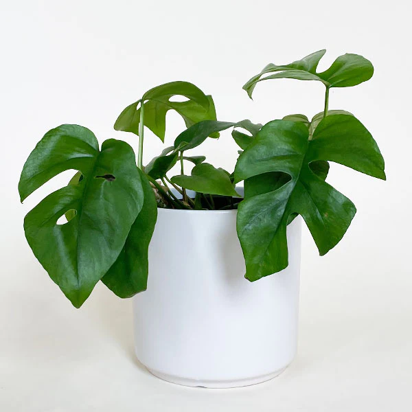 photo of a monstera plant in a white pot