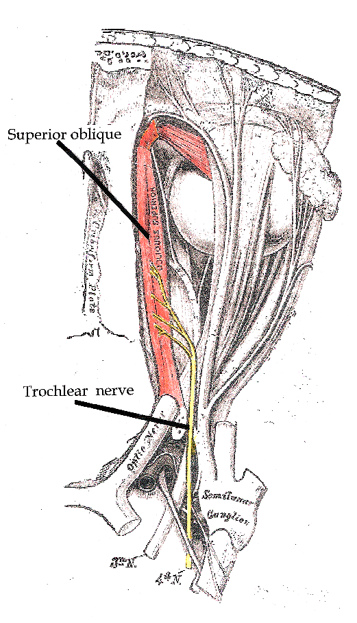 Medical illustration showing the trochlear nerve entering the orbit of the eye