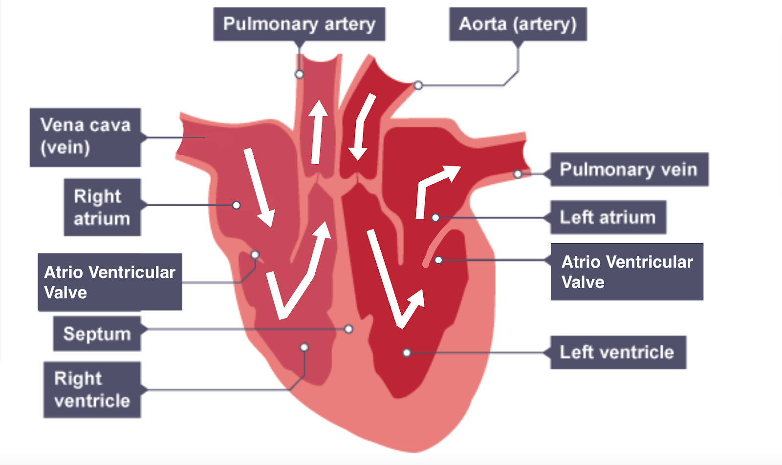 IGCSE Biology Notes: 2.63: Describe the Structure of the Heart and How