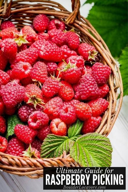 Best Raspberry Picking Tips & Raspberry Recipes - Boulder Locavore®