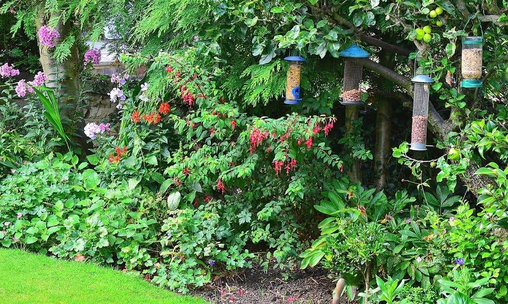 12 Tips on How to Attract Birds to Your Yard Fast | World Birds