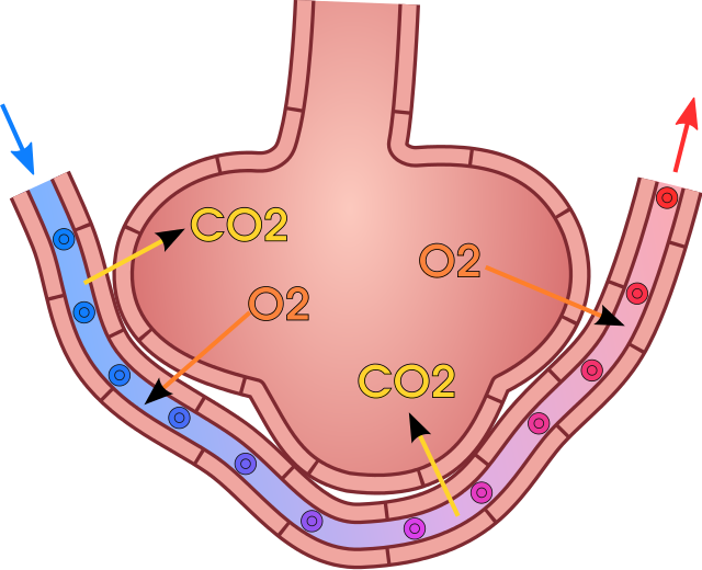 hematose - sistema respiratório