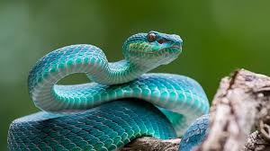 Image result for snake