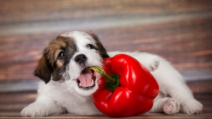 Paprika, especially the hot ones, aren’t for your dogs. - PupVine 