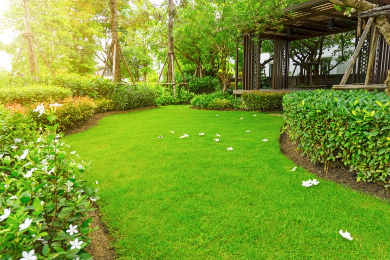 Trồng cỏ nhung TP Hồ Chí Minh có nhiều tác dụng