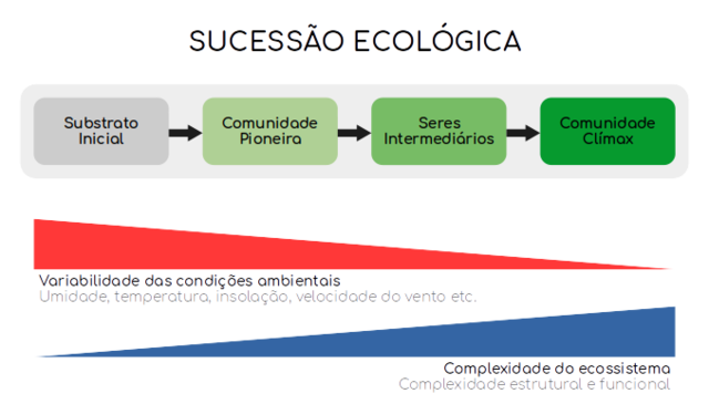 Sucessão ecológica - esquema