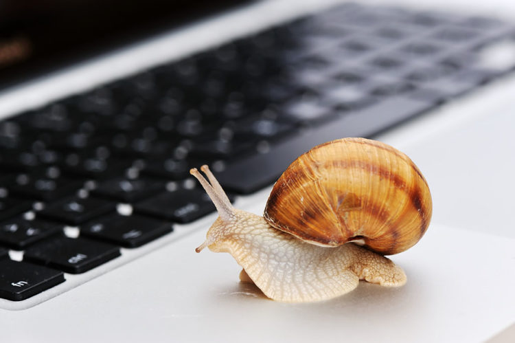 a slowly-moving slug in front of an SEO content on website